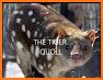 Tiger Quoll Rescue related image