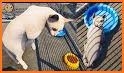 Cat Pet Rescue cat game related image