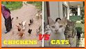 Gather Chickens related image