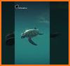 Underwater Shark Hunting Game related image