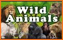 Wild Animals in Photo related image