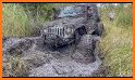 Off-road Drive: Jeep 4x4 related image