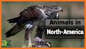 Animals of North America - Montessori Geography related image