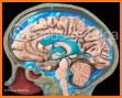 NEUROANATOMY - Digital Atlas related image