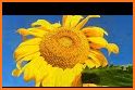 Sunflower Garden Keyboard Background related image