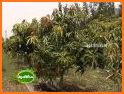 Mango Cultivation Method related image