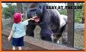 Zoo Animal Fun Game related image