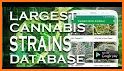 Cannabis Strains Database related image