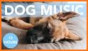 Relax Music for Dogs related image