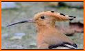 Hoopoe related image