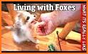 Baby Fox Care related image