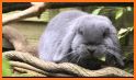 Luna Lop related image