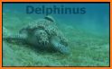 Delphinus Memories related image