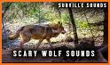 Wolf Sounds related image