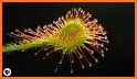 Venus Flytrap related image