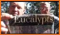 EUCLID Eucalypts of Australia related image