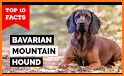 Bavarian Mountain Hound CD13 related image