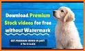 Golden Video Downloader Without Watermark related image