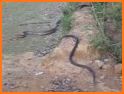 Kavi Escape Game 647 - Merciless King Cobra Escape related image