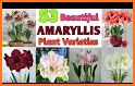 Amaryllis 2021 related image