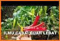 tips cara praktis dan cerdas menanam jahe merah related image