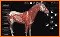 3D Horse Anatomy Software related image