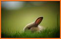 Rabbit Wallpaper related image