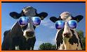 Cow Dance related image