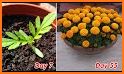 Marigold 2021 related image