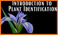 PlantCam: Plant Identification related image