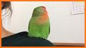 LoveBird related image