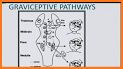 Ocular Motility Disorders, 4 related image