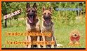 German Shepherd Theme related image