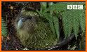 Kakapo Run related image