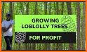 Profit Tree related image