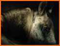 Horses memory game - beautiful photos of horses related image