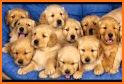 Puppy Wallpapers HD related image