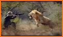 Safari Hunting: Wild Animal related image