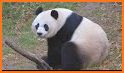 Baby Panda's Dream Job related image