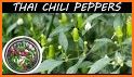 AZ Thai Chili related image