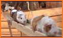 Guinea Pig Bridge! related image