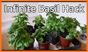 Basil related image