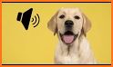 Talking Dog Labrador related image