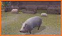 Pig Simulator related image