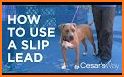 Cesar Millan - Cesar's Way related image