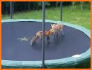 Trampoline Animal related image