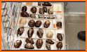 Shell Museum: Identify Shells related image