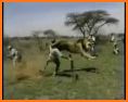 Multi Cheetah Speed hero Vs Wild Animals related image