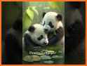 Panda Wallpaper related image