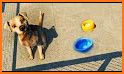 Animal Shelter Simulator Game related image